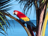 Ara Papagei Venezuela