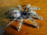 Vogelspinne
