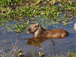 wasserschwein Venezuela